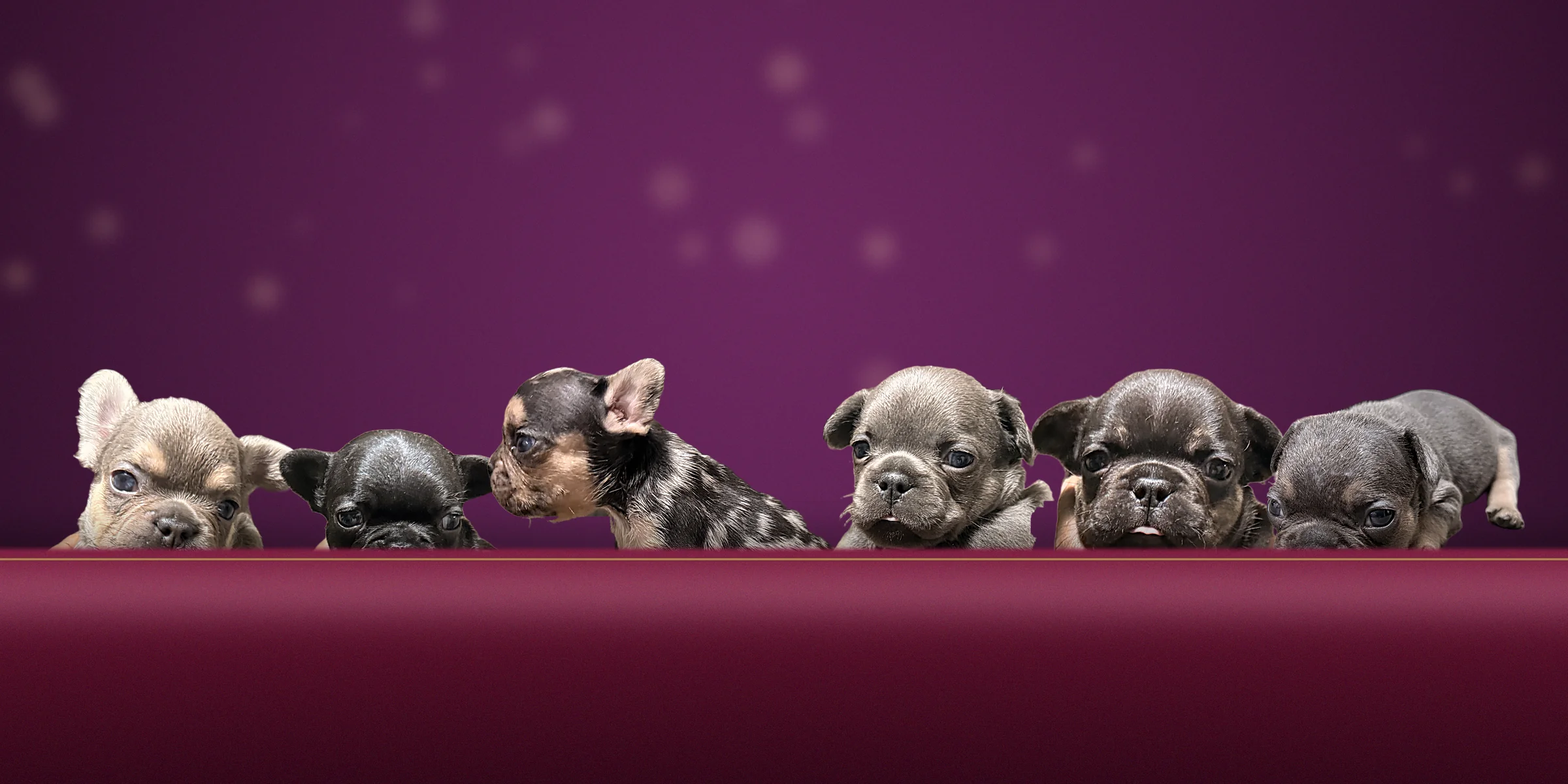 All six Royalty Bloodlines puppies peeking over a plum velvet cushion